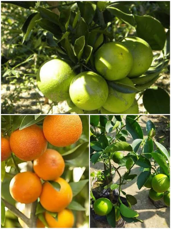 Vietnam Yellow Malta Mousambi Sweet Lemon All time variety Grafted Live Fruit Plant & Tree(1.5 Ft To 2 Ft Height) Healthy Plant (B0CPC2ZJW1) Amazon Price History, Amazon Price Tracker