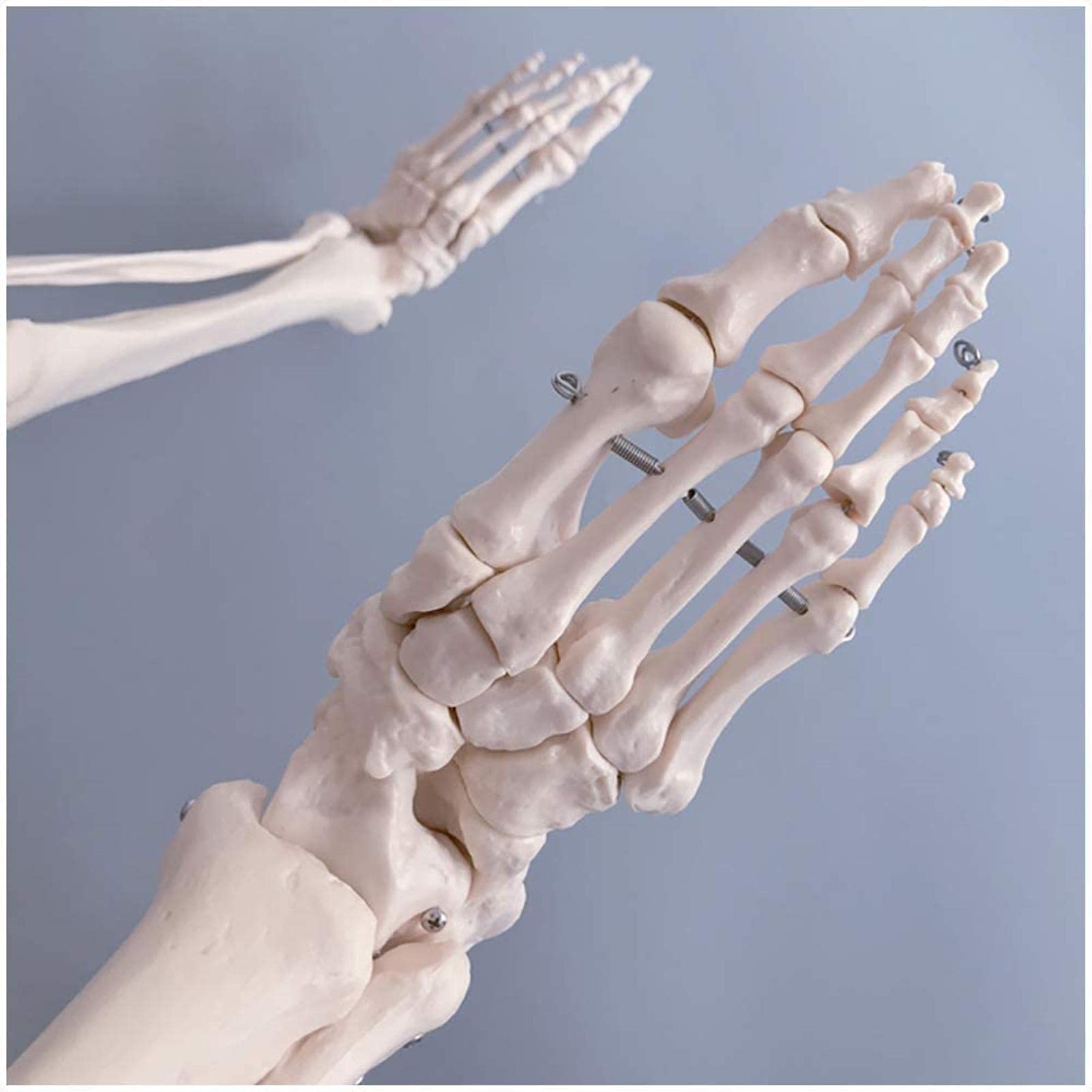 Educational Model Life Size Lower Limb Model Lower Limb Bones Model Anatomical Human Extremity Joint Femur Tibia Foot Bone Skeleton Structure Model
