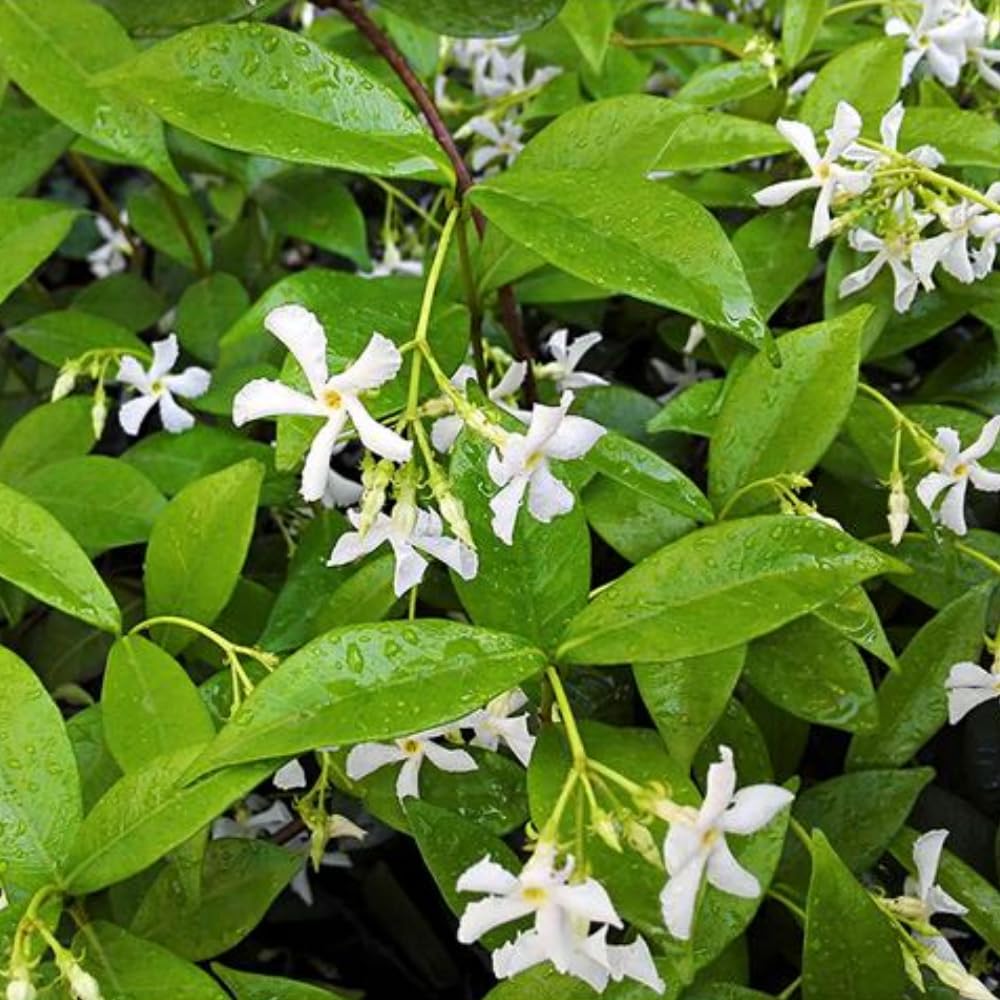 Amazon.com : Blooming Jasmine Plant Live, Star Jasmine Live Plant