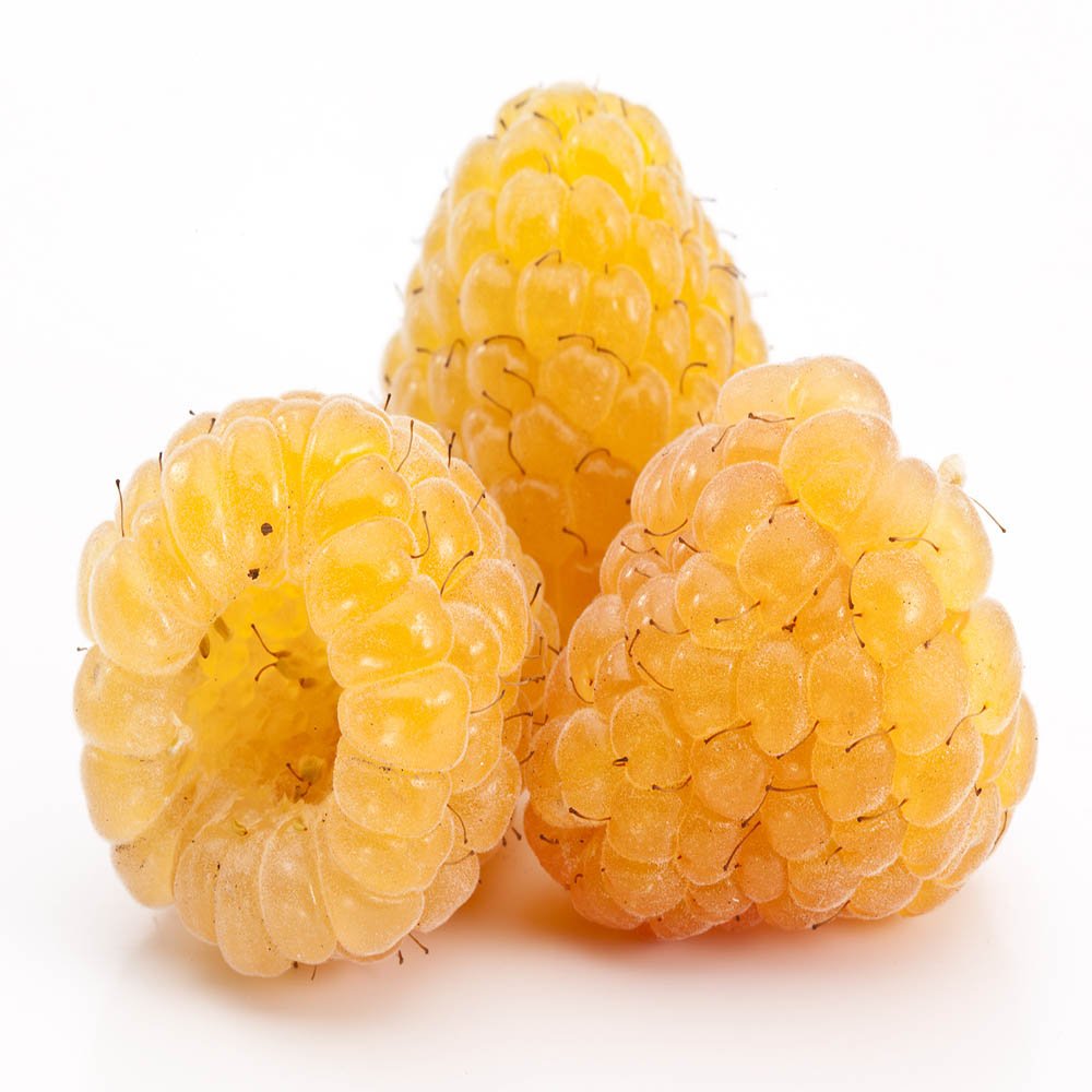 Hand Picked Golden Raspberry - 2 Plants
