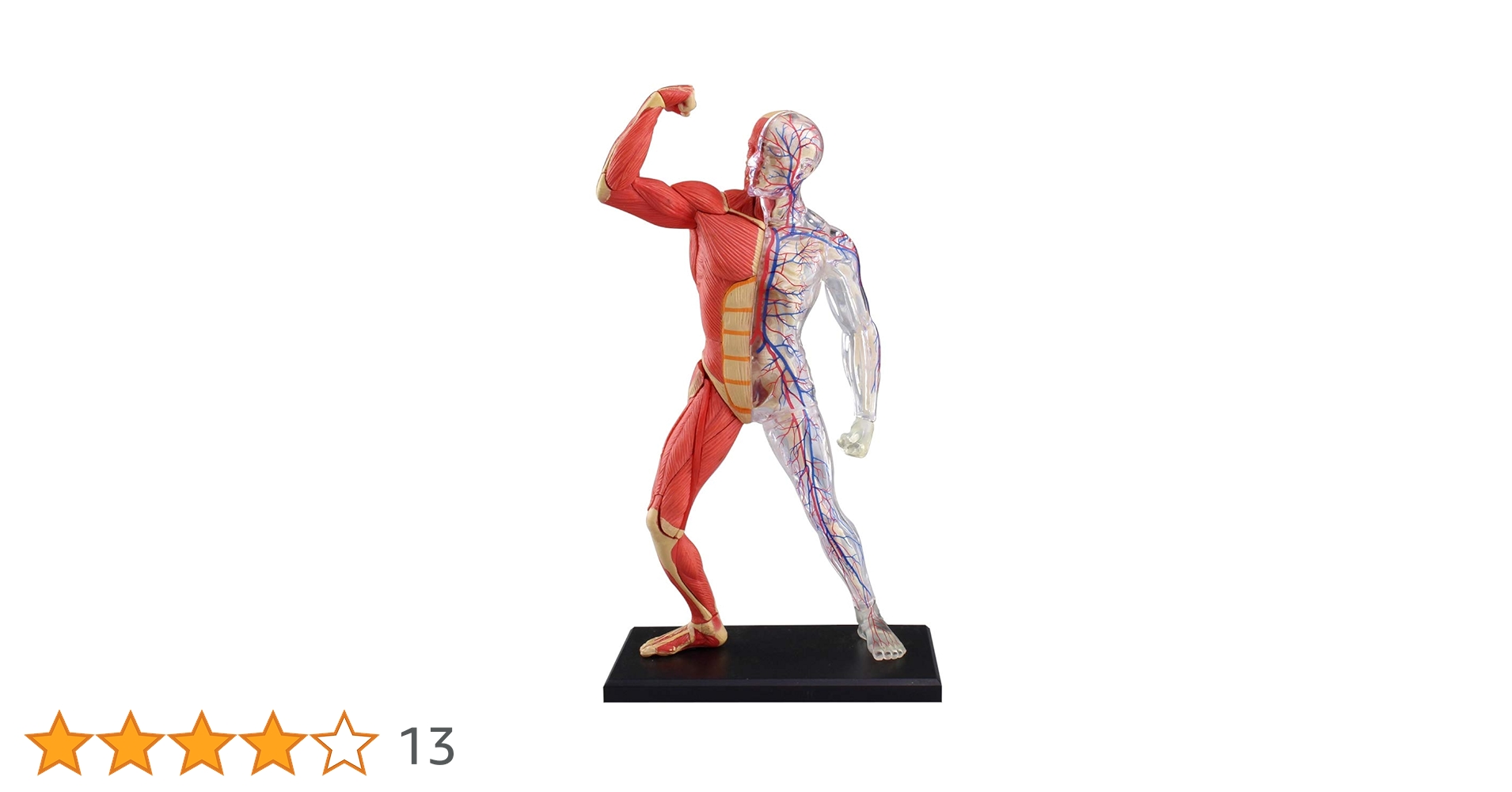 【未使用】立体解剖模型4D 立体パズル　3つセット 楽天市場】人体解剖模型 立体パズル 4D HUMAN Anatomy 雌性