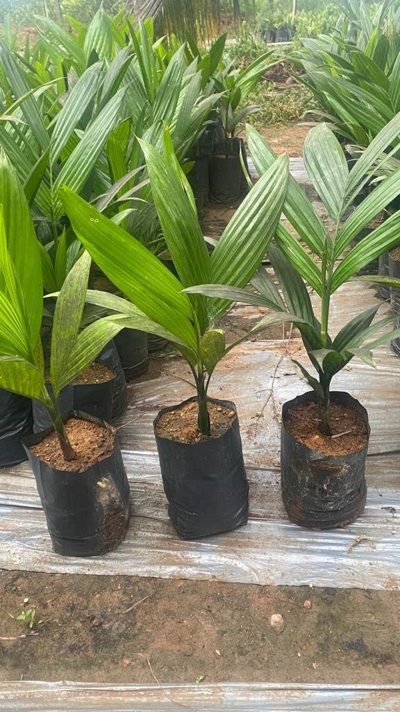 Hybrid betel nut plant sumangala,plant for sumangala hybrid betal nut (Pack of 3) (B0CT5V3FSP) Amazon Price History, Amazon Price Tracker