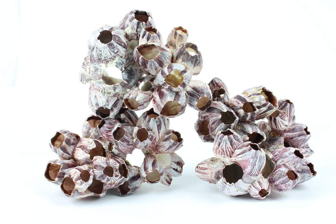 TM Aquatix Aquarium Decoration Shell Largre Ornament Malawi Cichlid Fish Tank Hideout BARNACLE (M, Barlacle)