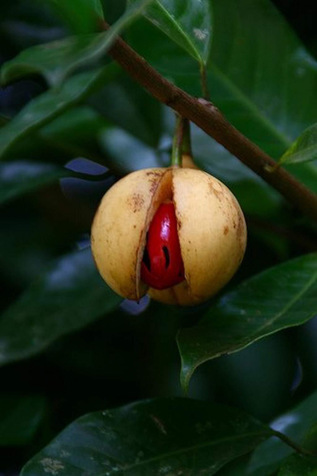 Creative Farmer Live Plant Jathikka (Fruit) Nutmeg (Myristica Fragrans) Evergreen Tree (1 Healthy Live Fruit Plant)