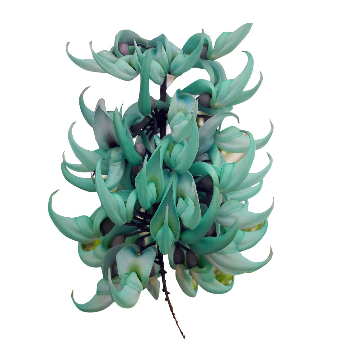 Nema Jade Vine Flower Seeds-Aqua-5Pcs (B07SH3X5SG) Amazon Price History, Amazon Price Tracker