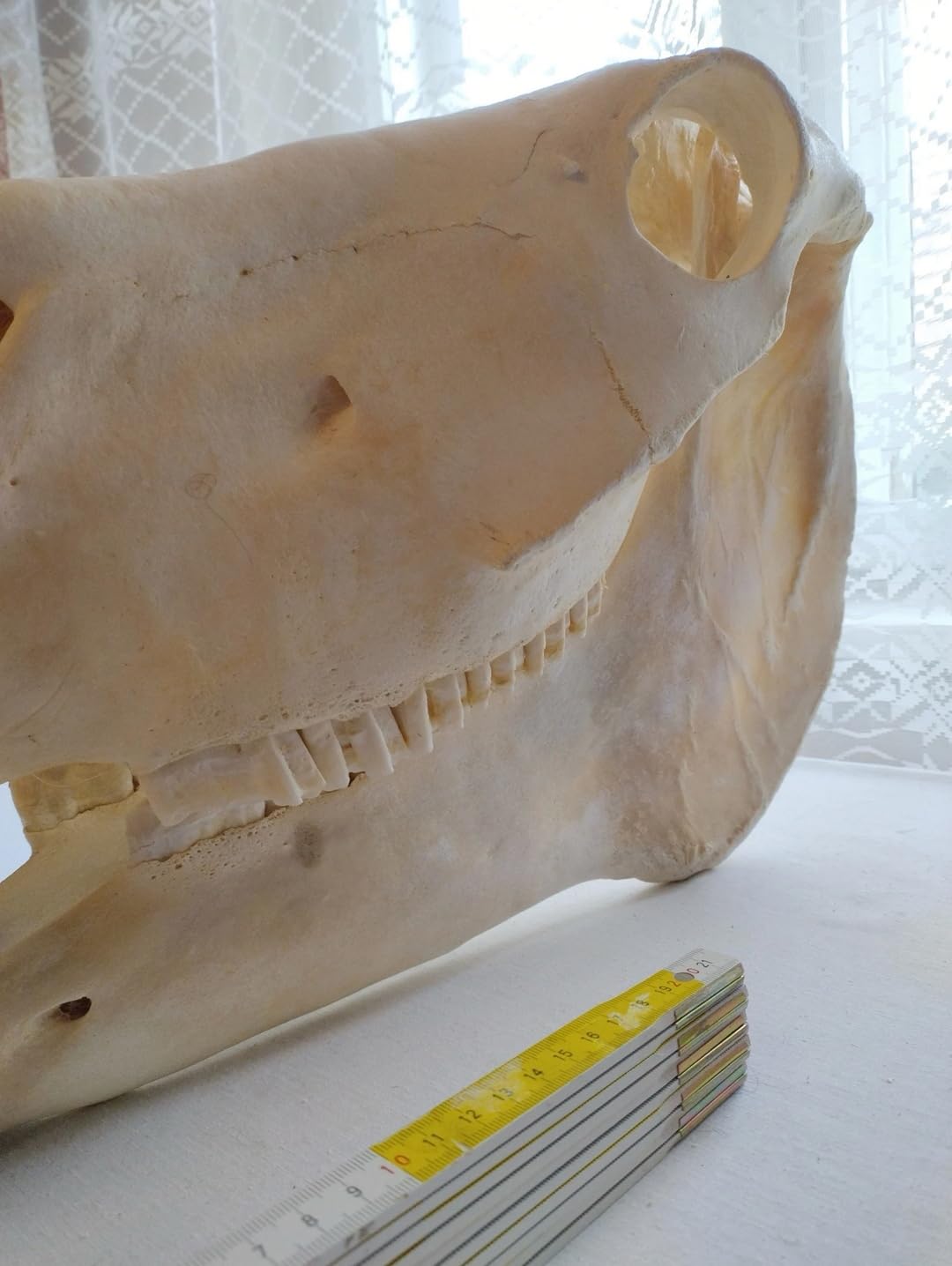 Teschio di cavallo, denti completi, tassidermia, anatomia, ricerca scientifica