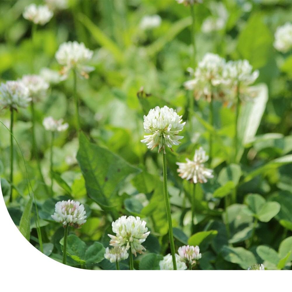 MRS Trèfle blanc - 5 kg pour 5.000 m² - Un bon fixateur d'azote : il enrichit le sol - S’adapte à tous types de sols - Résiste au piétinement - Favorise la biodiversité