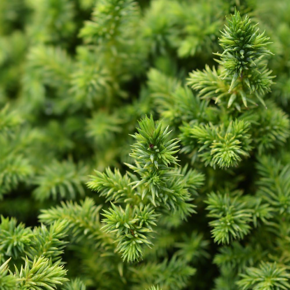 Cryptomeria Japonica 'Compressa' - Dwarf Evergreen Shrub for Bonsai & Small Gardens – 1x 1 Litre Potted Plant by Thompson & Morgan