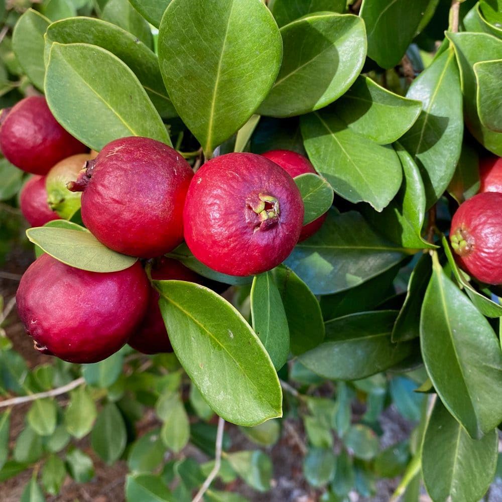 See full amazon price history chart for Rare Exotic Very Cute Tropical Red Strawberry Guava Plant (GRAFTED) Chinese Guava/Red Guava/Cherry Guava (Psidium cattleianum) Healthy Fruit Live Plant For Home & Garden Rare Exotic Very Cute Tropical Red Strawberry Guava Plant (GRAFTED) Chinese Guava/Red Guava/Cherry Guava (Psidium cattleianum) Healthy Fruit Live Plant For Home & Garden (B0CPFQP8MK) Amazon Price History, Amazon Price Tracker