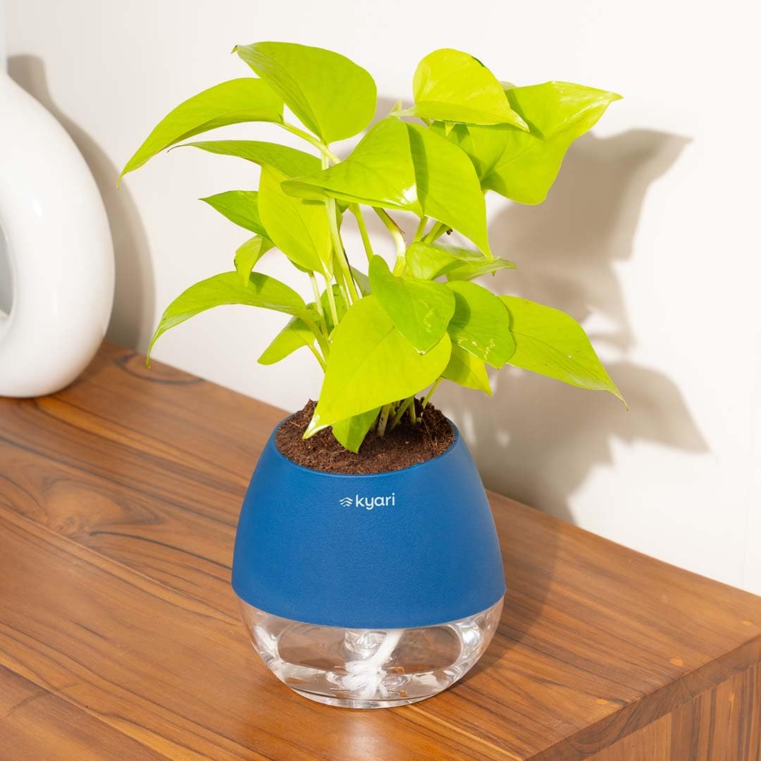 Lucky Jade & Golden Money Plants - Self Watering Pots -15