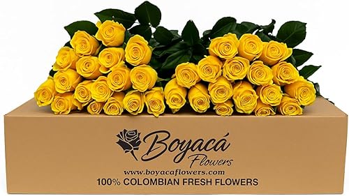 Boyacá flowers, Ramo de 100 rosas amarillas, flores frescas cortadas de granja, tallo largo de 19.7 in, entrega directa a la granja, flores recién