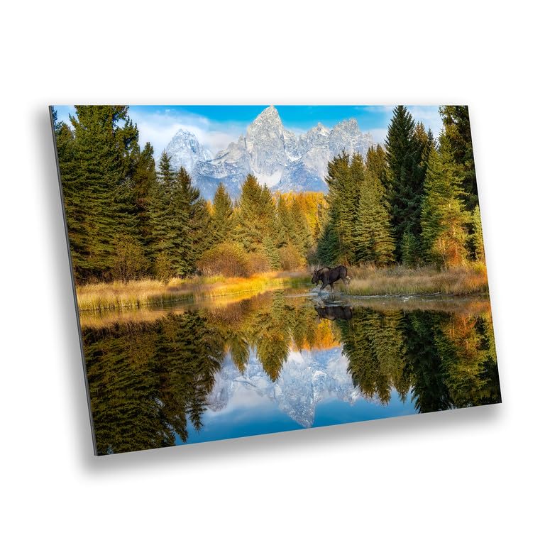 Splashing Bull Moose at Schwabacher Landing in Grand Teton National Park Photograph, Wall Art for Home and Living Room Décor (72