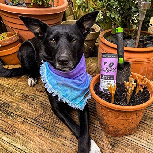 Pooch And Mutt Calma e Rilassato Mini-Bone Dog