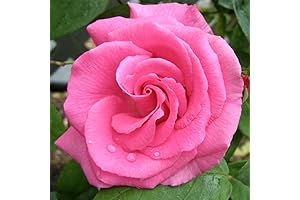 Heirloom Roses Nearly Thornless Rose Plant - Zéphirine Drouhin Climbing Rose Bush