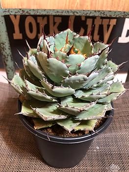 陽炎 特選株 希少 アガベ 八荒雷神 子株】アガベ 八荒雷神 陽炎 極上株