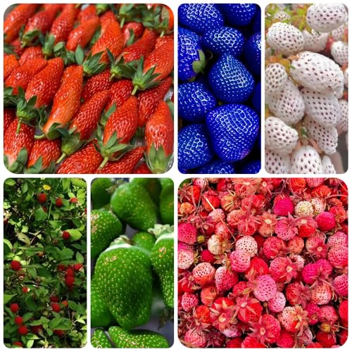 semillas de fresa, balcón perennes resistentes variedades antiguas, interior purificadoras del aire orgánicas 300pcs