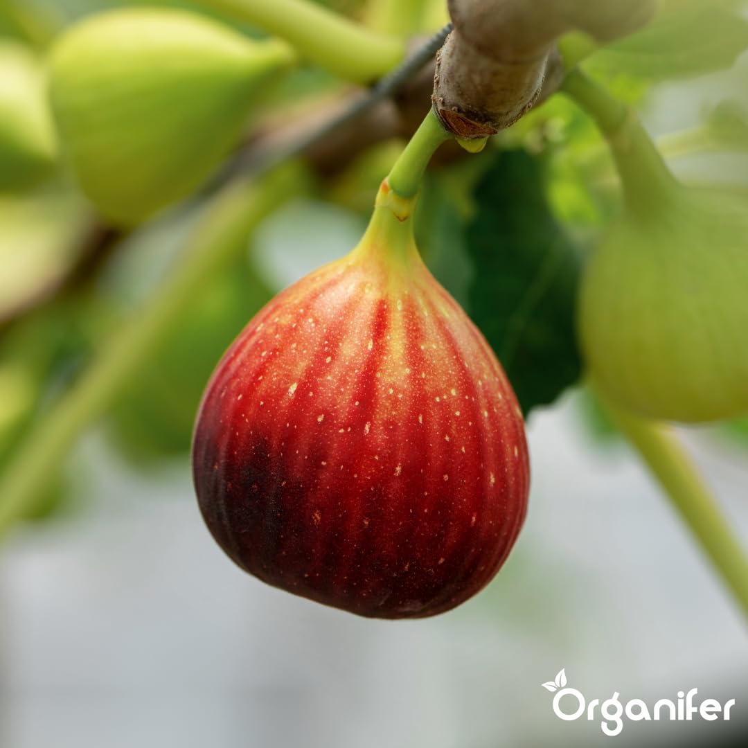 Fertilizante Líquido - 10L - Para Higuera - NPK 2-1-8 | Hojas Lujosas Y Crecimiento Óptimo - Organifer