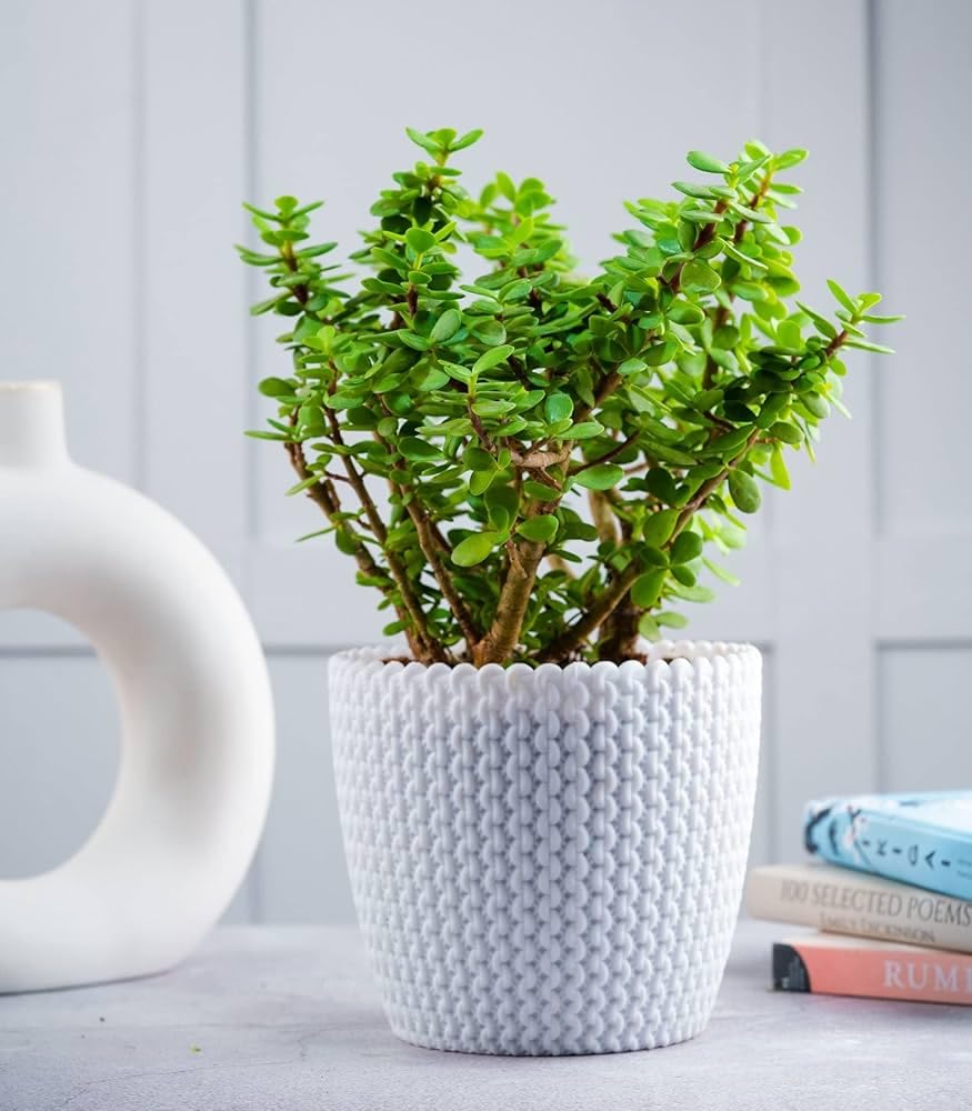 Jade Plant in Pot, Live Indoor Succulent| good lucky Plant |(pack Of 1) (20cm -25cm Plant Hight)-image-26