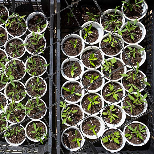 Plant Growing Tents 3X3Ft Stretchy Trellis Netting Flexible Grow Tent Net For 3X3 4X4 5X5 4X2 And More Size Indoor Grow Tents (Single 6" Mesh Net, 36 Grow Spaces)With 8 Hooks,20 Plant Labels,20 Ties #TOP6