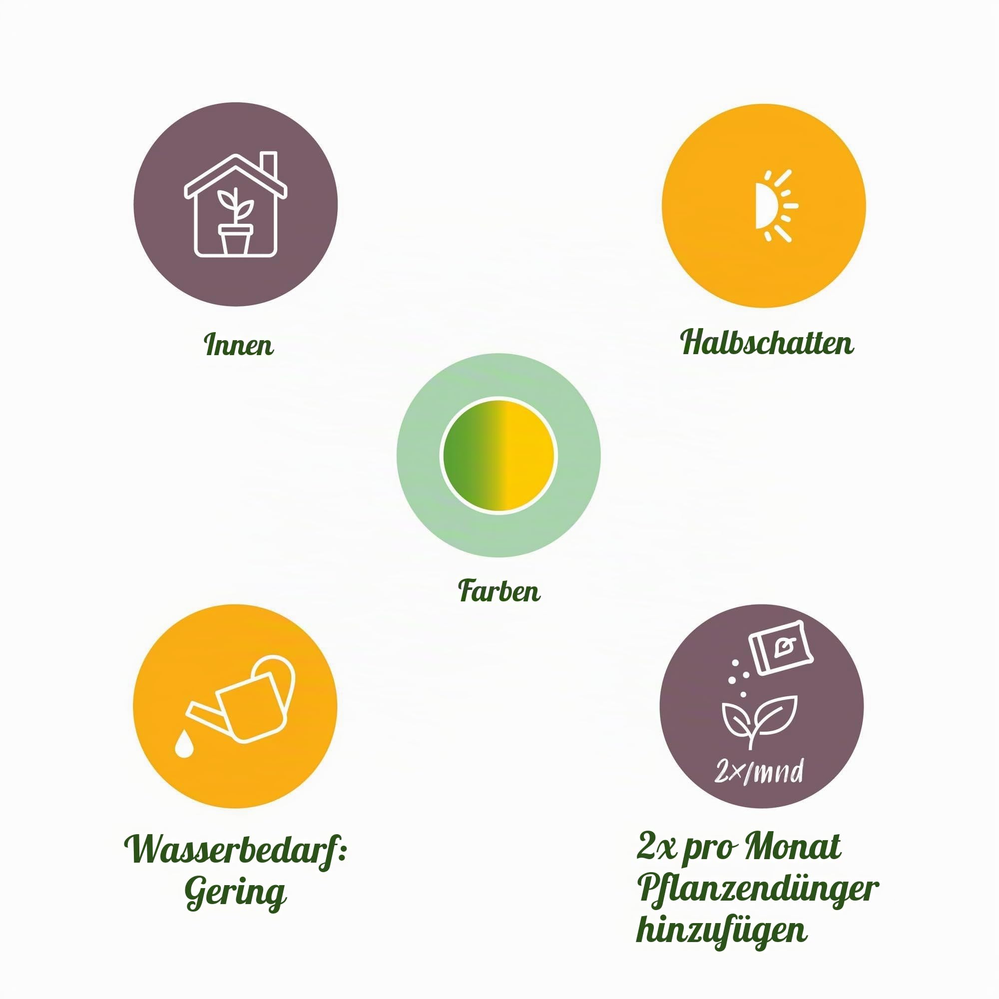 Green boutiQ - Zimmerpflanzen - Sansevieria Laurentii - Schwiegermutterzunge - Pflegeleicht - mit Korb - Grün - Gelb - 2 Pflanzen - Topf 17cm - Höhe 60-70cm