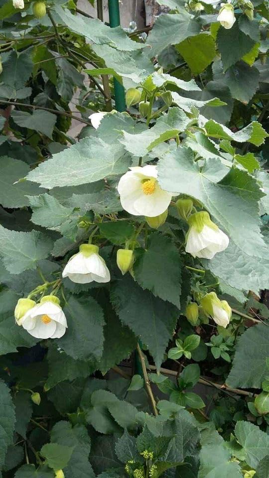 BeGrin White Lantern Hibiscus live Plant Little Sunshine Lucky Joba Lanthana Hanging Hibiscus schizopetalus Spider Hibiscus Fringed rosemallow Japanese Lantern Coral Hibiscus live Plant Healthy Tree (B0D267RTMZ) Amazon Price History, Amazon Price Tracker