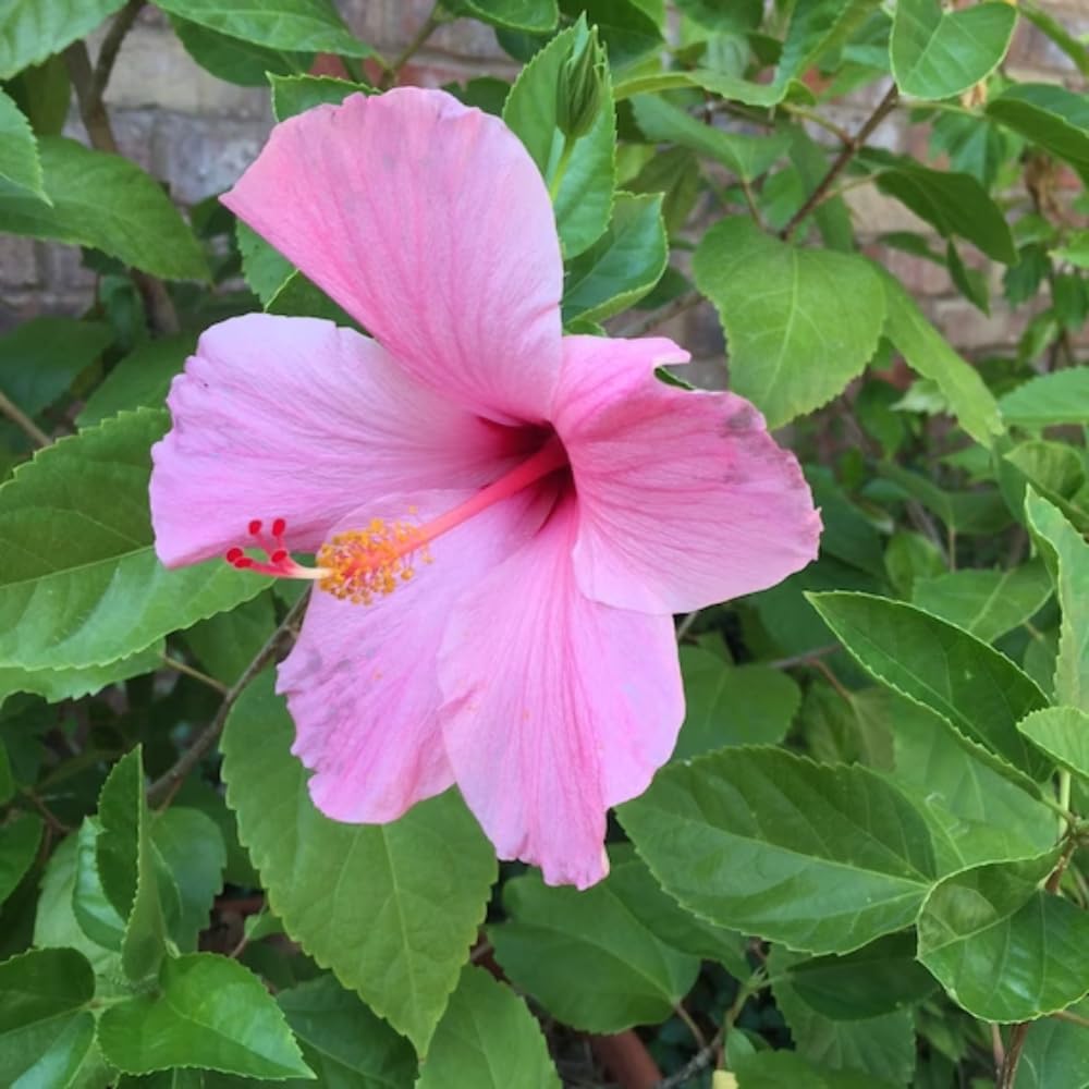 BHAJANLAL GREENERY Hibiscus Pink -flowering Healthy Live Plant with 4 Inches Pot (Real Flowering For Garden And Home) (B09DVZK512) Amazon Price History, Amazon Price Tracker