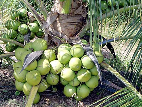 See full amazon price history chart for Royal Paradise Garden Rare Live Coconut Mekong Delta Vietnam Green Dwarf Live Plant Vietnam Coconut Tree Plant Royal Paradise Garden Rare Live Coconut Mekong Delta Vietnam Green Dwarf Live Plant Vietnam Coconut Tree Plant (B07QHKJY15) Amazon Price History, Amazon Price Tracker
