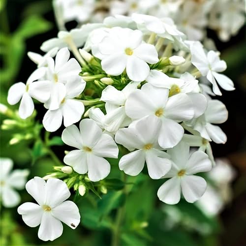 Votaniki David Phlox Bare Root Start - Flores perennes, fragantes, Paniculata David Phlox raíz desnuda para plantar, perfecto para bordes, camas de