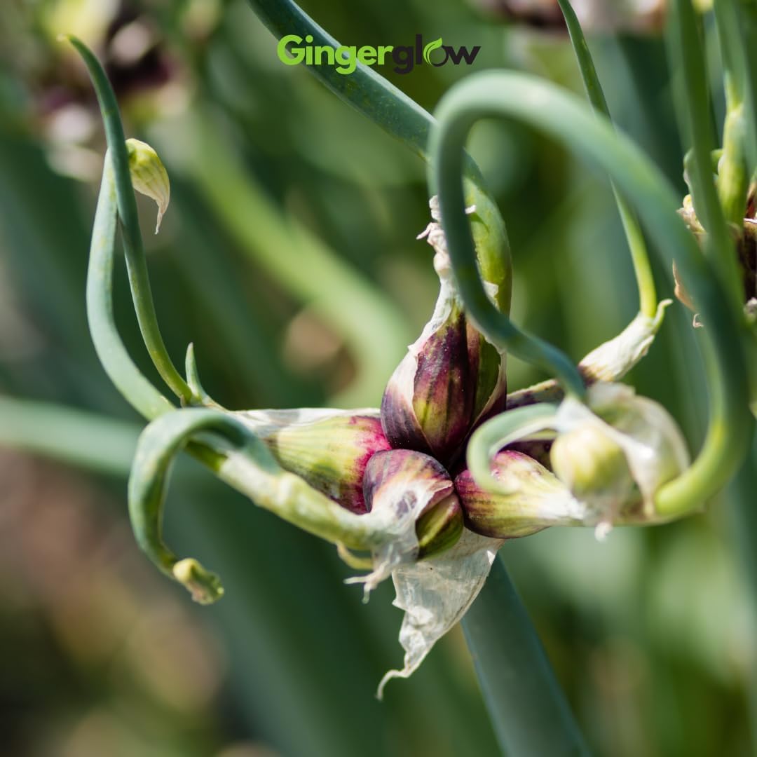 12 Egyptian Walking Onion Plants Start for Planting, 4-8 Inch Tall, Heirloom, Non GMO, High Yield Live Vegetable Plants, Not Bulbs