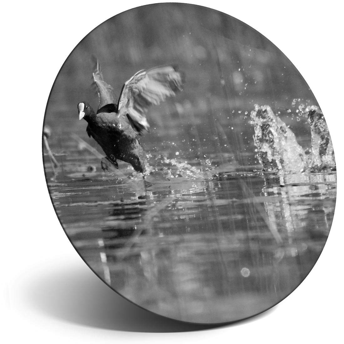 Destination Vinyl ltd Magnet for Refrigerator, Fridge BW - Eurasian Common Coot Bird for Office, Cabinet and Whiteboard, Magnetic Stickers, 42848
