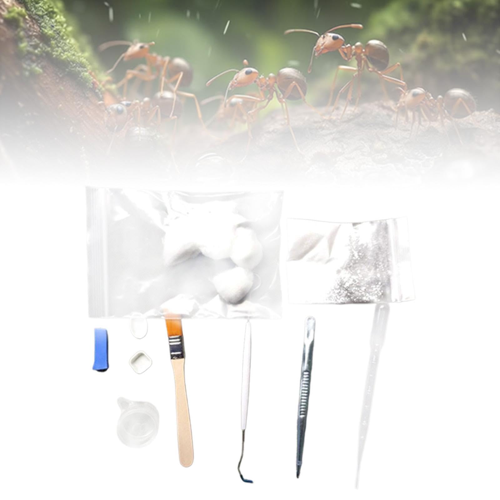 ANT Care Kit with Tools Beginner Tool Kit Three Cotton Balls Brush Indoor ANT Keeping Novice Raise Pets Tools for Indoor Kids