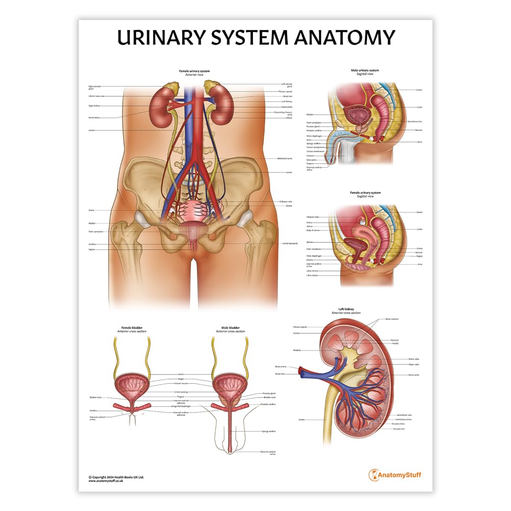 AnatomyStuff Urinary System Poster/Chart 45x60cm, 18 x 24 inches, Kidneys Diagram, Anatomical Body System Diagram, Anatomical Chart for Education Learning and Students, Urology Anatomy
