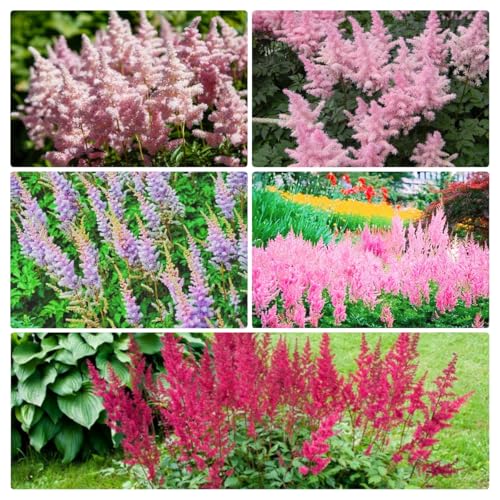 1200+ Astilbe Seeds Perennial Shade Tolerant Flower Suitable for Cut Flower Arrangements & Garden Decoration Non-GMO Heirloom