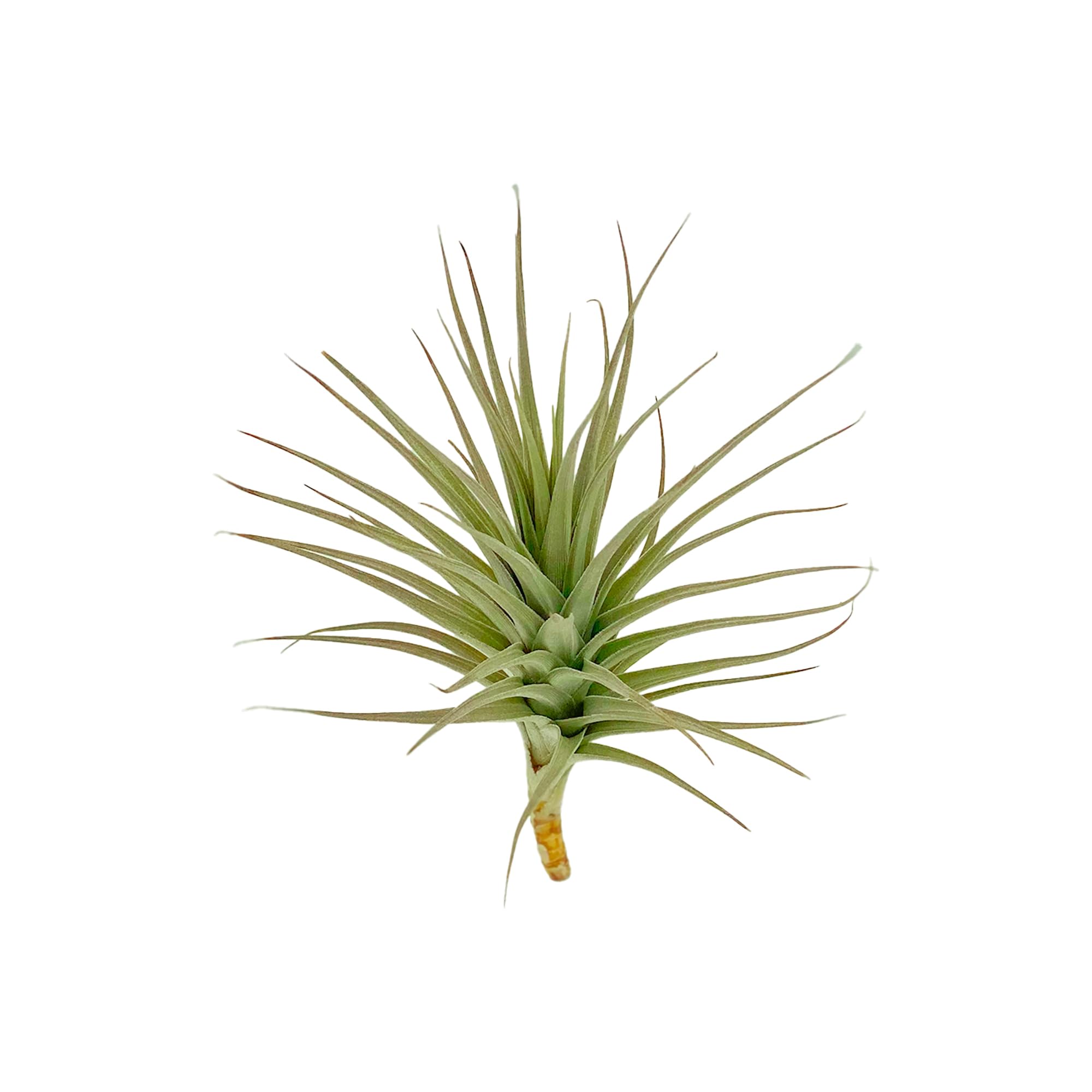 ragnaroc Air Plants - Flowering Tillandsia Lilla Lilac, Large 5" - 1ct - Live Arrival Gauranteed - House Plants for Home Decor & Gift