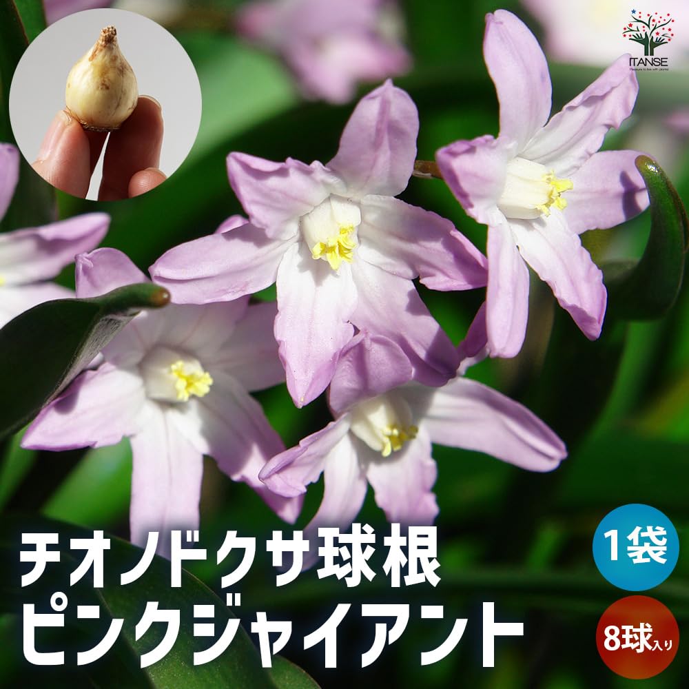 Amazon.co.jp: ITANSE チオノドクサ ピンクジャイアント 8球