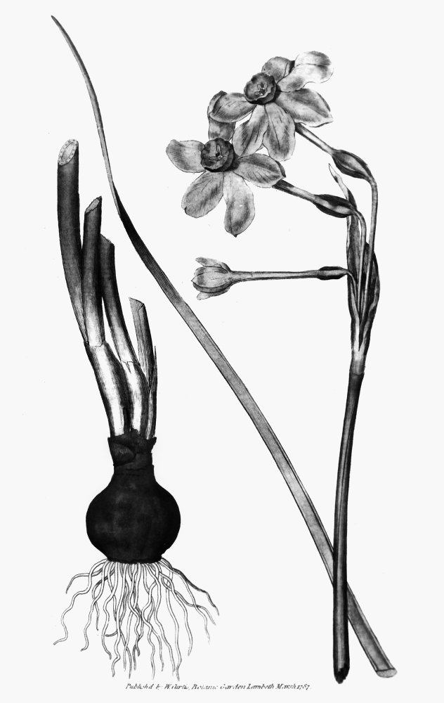 Common Jonquil 1787 Ncopper Engraving From William Curtis Botanical Magazine London 1787 Poster Print by (18 x 24)