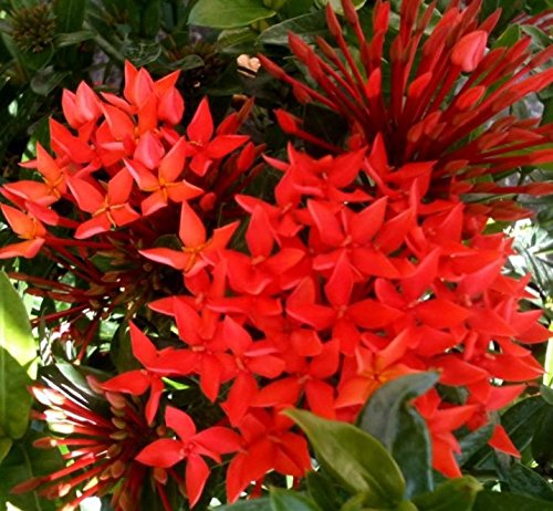 See full amazon price history chart for Plantsworld Ixora Big Red Live Plant Plantsworld Ixora Big Red Live Plant (B074T8X9CP) Amazon Price History, Amazon Price Tracker