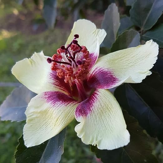 Amazon Co Jp ハイビスカス インスラリス4号鉢 挿し木苗 1個売り 学名hibiscus Insularis 希少品種 南太平洋のノーフォーク島と その6kmほど南に位置するフィリップ島にのみ分布していた 大変珍しいハイビスカスの原種です 栽培は比較的容易で 普通の