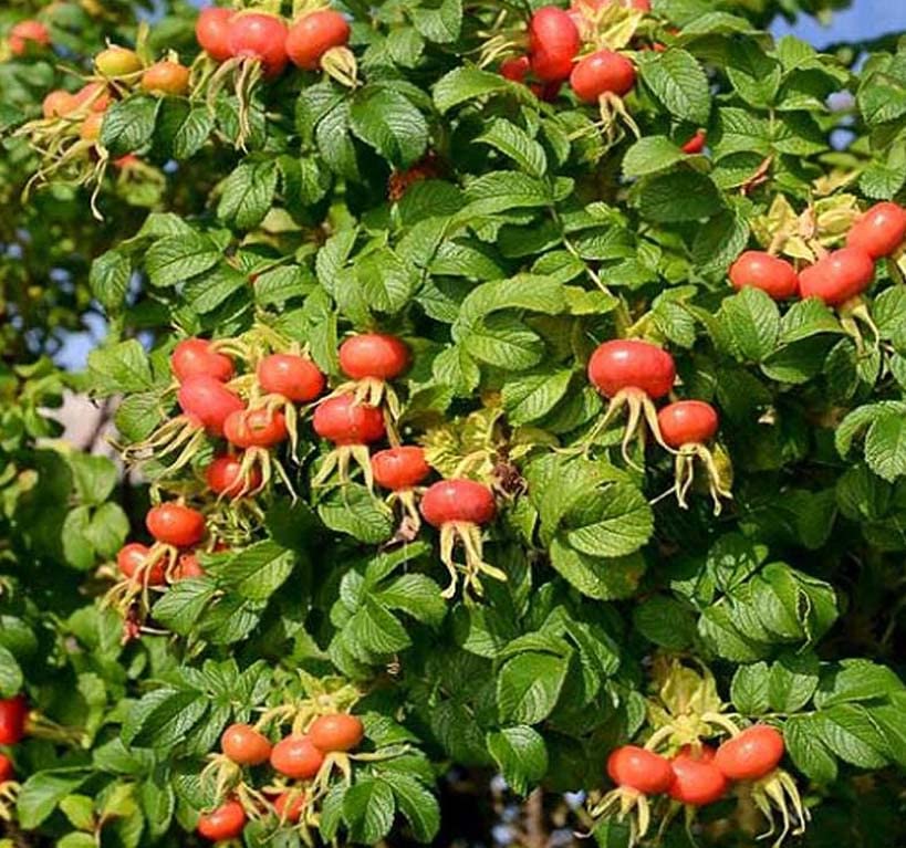 Amazon.com : Rosa Rugosa (Sand Rose, Hedgehog Rose, Wrinkled Rose