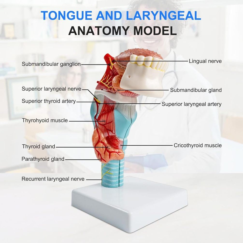Model anatomii człowieka, naturalna struktura języka i gardła z zębami, tarczycą i krtanią do nauki edukacyjnej, anatomiczne narzędzie edukacyjne