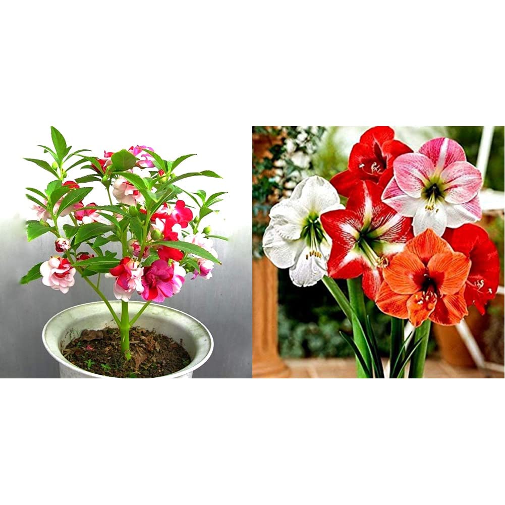 Kraft SeedsKraft Seeds Balsam Flower Tom Thumb Mix GMO-Free Seeds & Gate Garden Amaryllis Lilly Flower Bulbs Mixed Colorâ€™s Pack of 1 (Total 1 Bulbs) For Home and Small Garden Loverâ€™s