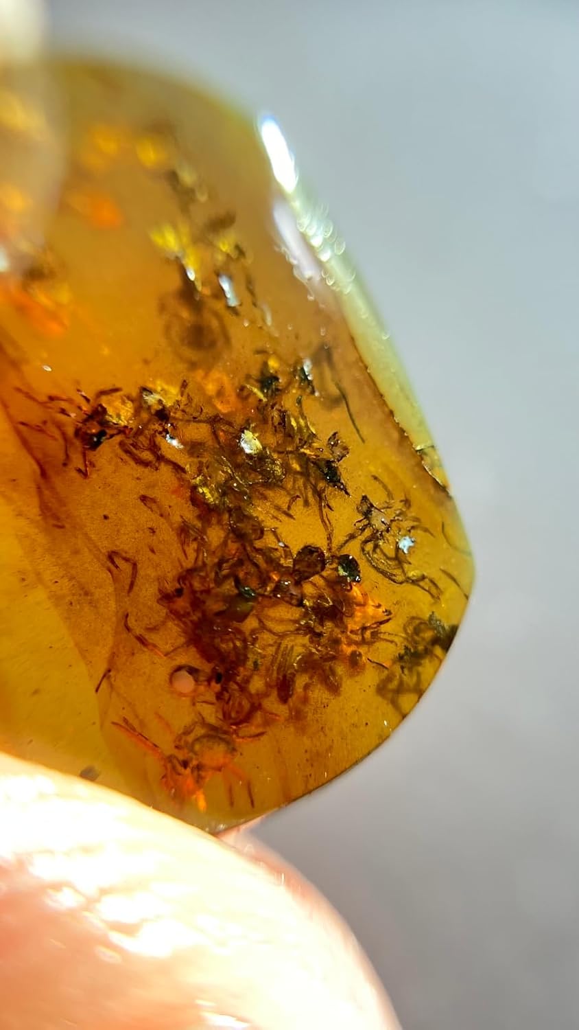 Burmese burmite Cretaceous A nest of Spiders Insect Fossil Amber Myanmar