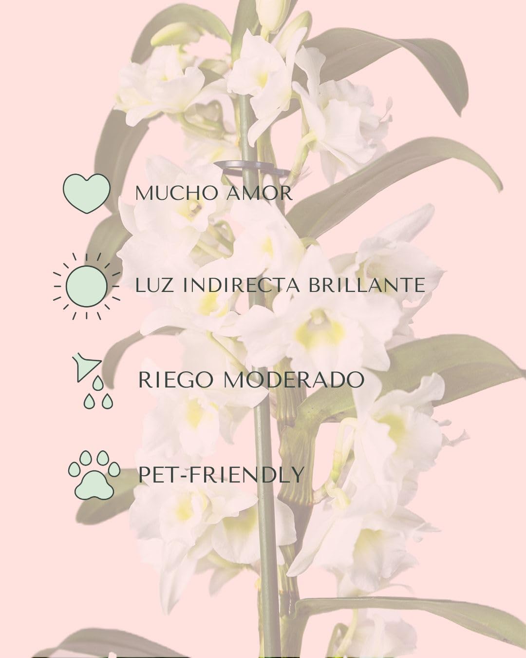 Orquídea Dendrobium Nobile | Planta con Flor Natural | Pur Plant