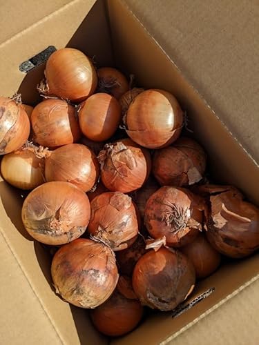 kCY _ L@͔| ʂ˂ l`kTCY 10