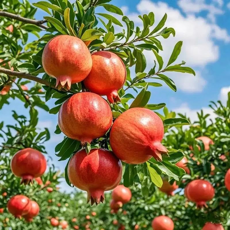 Red Pomegranate (Punica Granatum) Seeds: 50 PCS Premium – Long-Blooming, Fruit-Bearing Shrub, Effortless Growth for Sunny Home Orchards