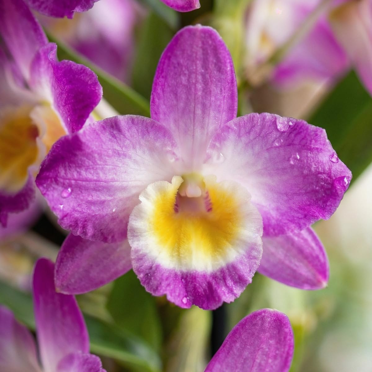 Elho brussels orchideeën pot hoog 12,5 cm wit kopen? - tuincentrum