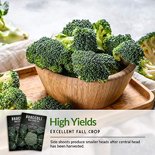 Waltham 29 Broccoli Seed For Planting - Packet With Instructions To Plant & Grow Cool Weather Broccoli In Your Home Vegetable Garden - Non-Gmo Heirloom Variety - Survival Garden Seeds - 1 Pack #TOP5