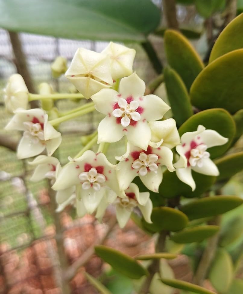 Image of Hoya Wax Plant Live Combo (4 Assorted Mystery Varieties) Rooted Indoor Hanging Vine Rare Collector Porcelain Flower Plant by Green Earth