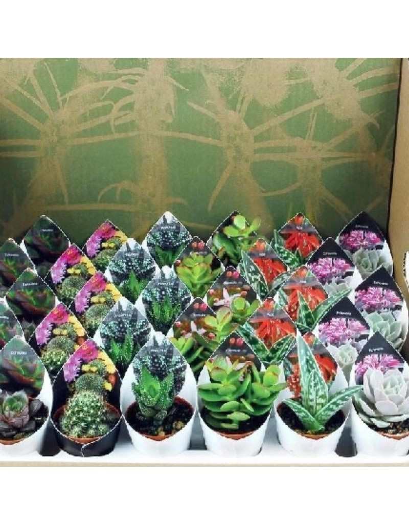Lote 20 Cactus y Crasas naturales Ø5cm…