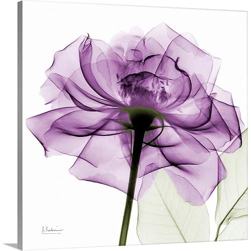 Purple Rose X-Ray Photograph Canvas Wall Art Print, Rose Artwork